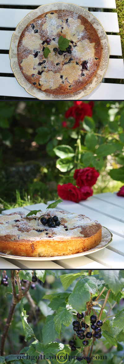 Svartvinbärskaka med vit choklad