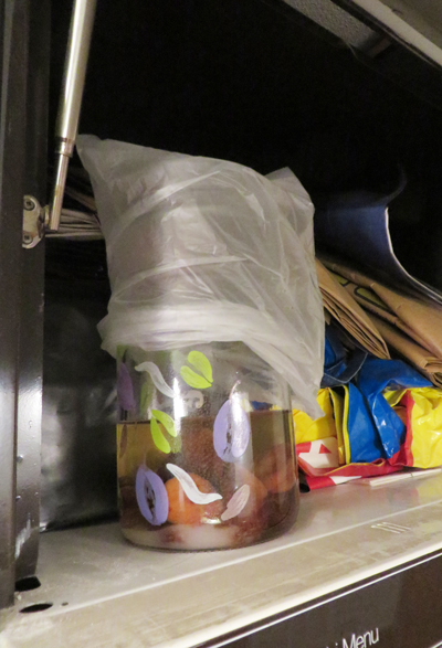 Vildjäst som står och gottar sig ovanför kylskåpet