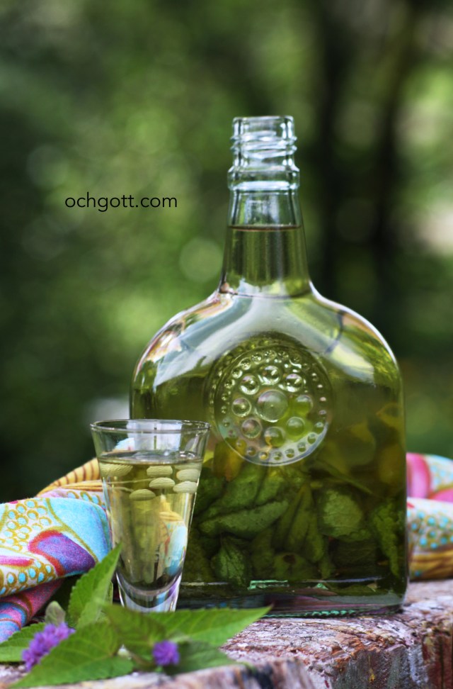 Anisisopsnaps - Foto: Britt-Marie Knutsson